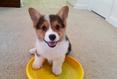 柯基暴力拆除栅栏 策划逃离厨房引人捧腹