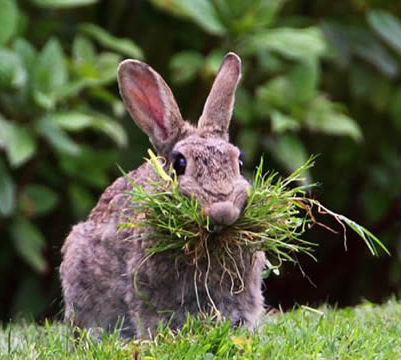 傻兔子，会噎着的
