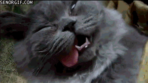 这货这样睡我以为它屎了