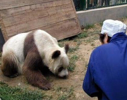 陕西出现棕色大熊猫 几十年仅有5只