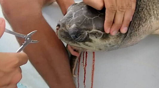 海龟鼻子插入吸管长达12厘米 拔出场景令人揪心