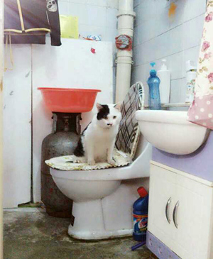 家教很好的狗狗，吃喝拉撒都能学人了