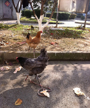 你走我也走，你丢我也丢，主人！