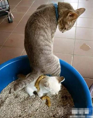 肯定不是亲生的