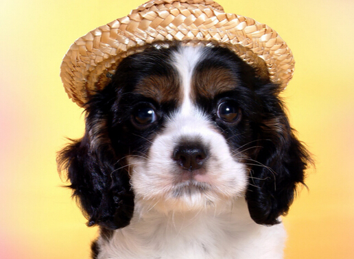 狗狗不幸掉河里 民警开汽艇救起小狗