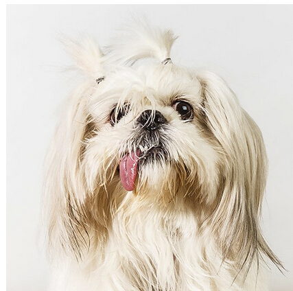 “一家三口”的结婚证 大学生抱狗狗登记结婚