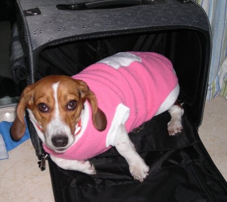 狗妈妈诞生下１9只狗宝宝 乐坏狗主人