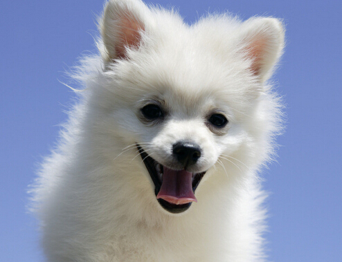 狗狗选美大赛吸引大批市民观众携爱犬来参加