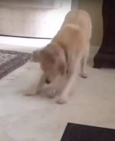 知道自己将被屠宰 白猫爬上铁笼的一幕让无数人心碎！