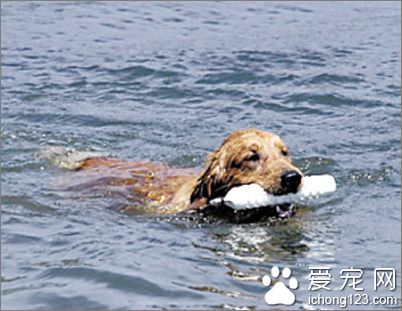 香港名猫“忌廉哥”将荣升日本一猫咪精品店名誉店长