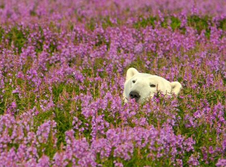 当北极熊遇到夏天 懒散悠闲模样惹人爱