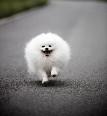 聪明狗狗会跳绳等21项技羡煞路边围观群众