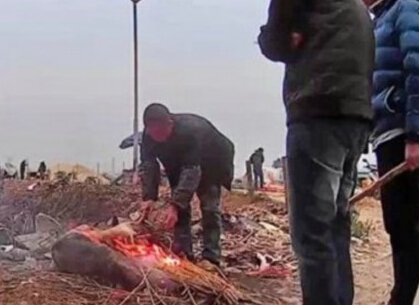 粗心主人狗狗丢路边光洁　好心人雨中撑伞