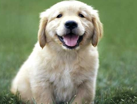 狗狗不幸超市走失 顾客索赔超市无果