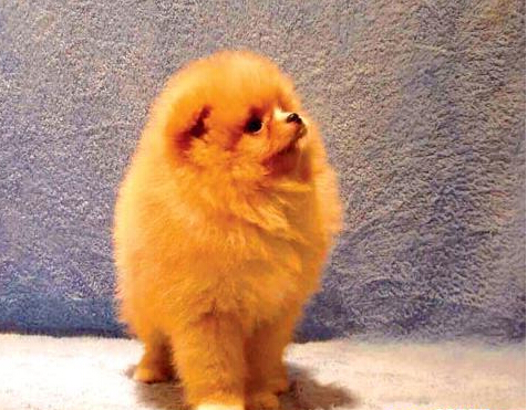 网购狗狗存在隐患 贵宾犬瞬间变成土狗