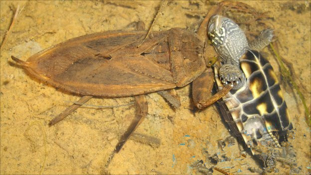 食物链反转 一只岩松鼠将一条蛇吞食殆尽