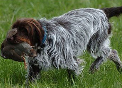 刚毛指示格里芬犬的形态特征 