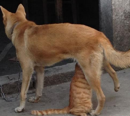 真是无法直视这俩货了