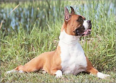 香港名猫“忌廉哥”将荣升日本一猫咪精品店名誉店长