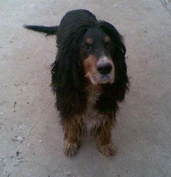 哥顿雪达犬怎么训练 保护主人的训练技巧