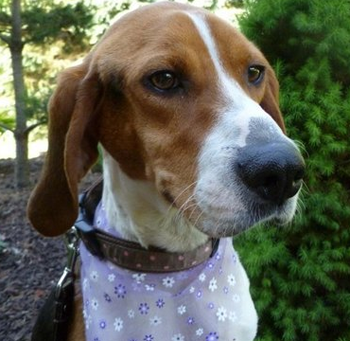 哈利犬怎么训练 随行训练的注意事项