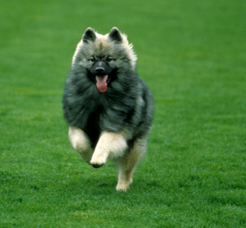 荷兰毛狮犬生病了怎么办 感冒的治疗方法