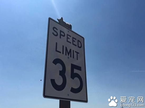 小猫困路标上 警察抽空解救