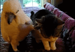 今天我心情好，就不挠你了