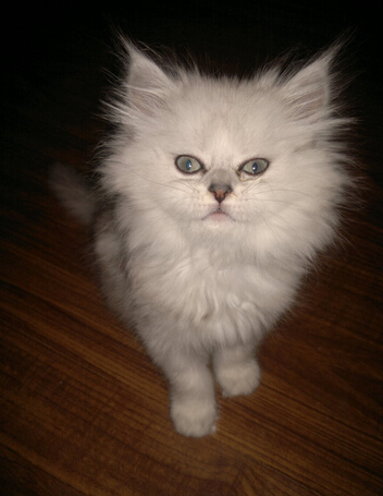 主人把猫咪送人 却倒贴1000重新带回家