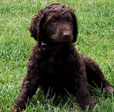 卷毛寻回犬的性格 该犬非常独立和冷静