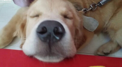 超聪明！萌犬家务健身走台步样样精通
