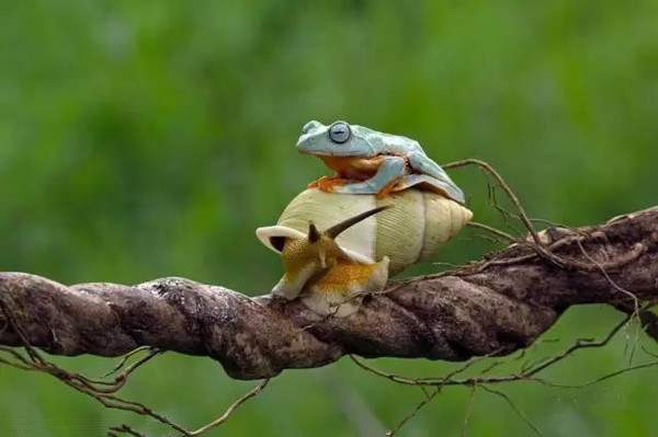 动物界奇闻“青蛙骑蜗牛搭便车”