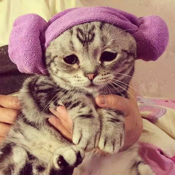 一只委屈猫走红网络 引发了网友的围观和热议
