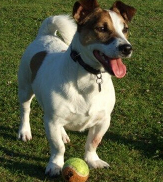 杰克罗素梗好养吗 定期驱虫非常重要