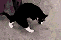 一只PP没擦干净的喵星人