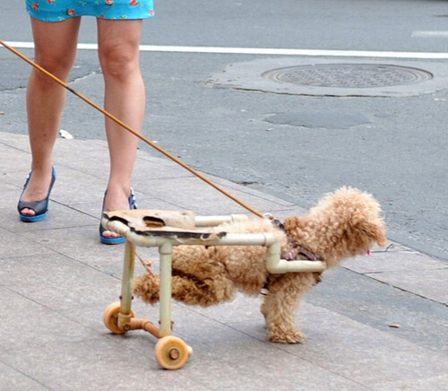 狗主人为爱犬制造轮椅引围观群众一片赞
