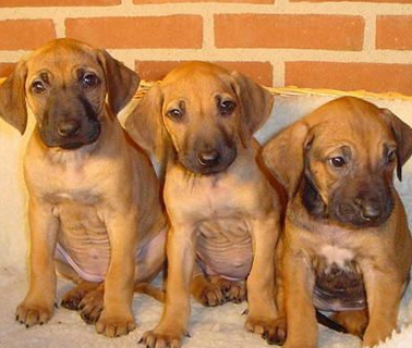 罗得西亚脊背犬的形态特征 外形匀称平稳