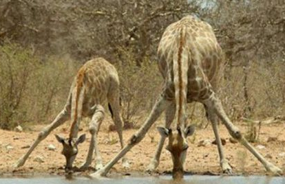 你爷爷也是这么喝水的，好像辛苦了点