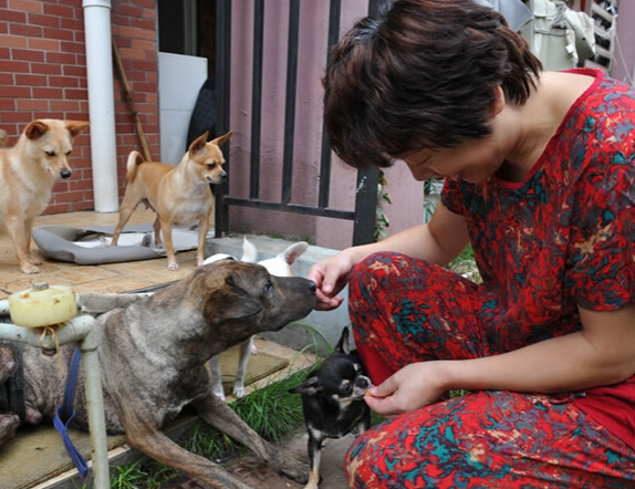 阿姨十年间收养上百条流浪狗引网友热赞