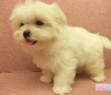 马尔济斯的日常护理 长毛是护理的重点