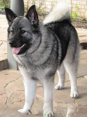 挪威猎麋犬的性格 一种有主见的守卫犬