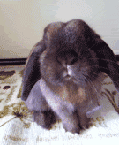 可爱扮萌的小动物