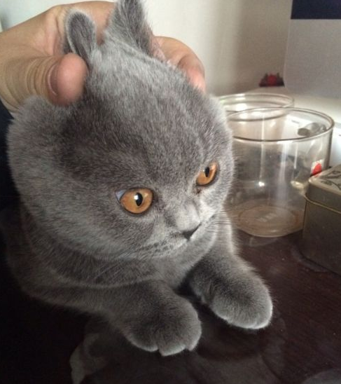 愚蠢的人类，本喵大人是不会放过你的