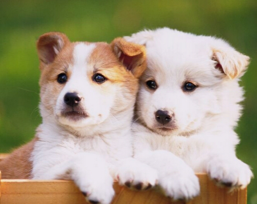 爱犬半夜救回小主人引狗主人全家的感激