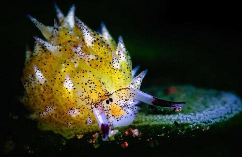 巴厘岛发现海兔呆萌神似卡通形象