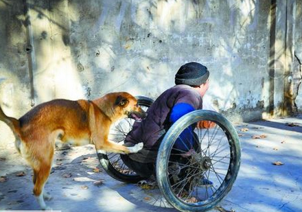 狗狗照顾残疾老人 两者相依为命已多年