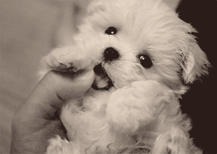 舔指头耍萌的小狗