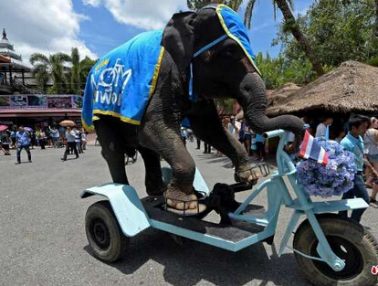 大象身体爆炸 瞬间粉碎化成血水