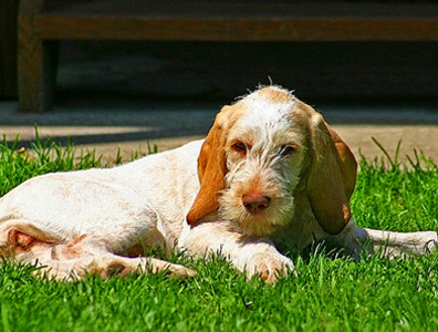 史毕诺犬怎么训练 该犬大小便的训练技巧
