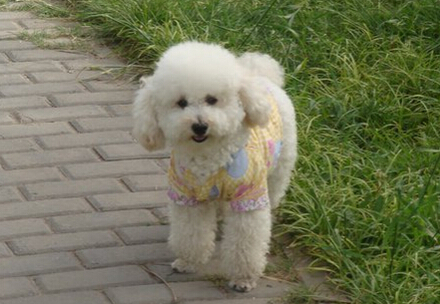 九江一马路有一只神奇小狗会“唱歌”